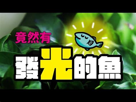 適合養在房間的魚|養魚新手入門：12個教學讓你養魚一次上手（新手必讀）